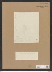 Diatomeae indet. Zeichnungen Sammlung Grunow Nr. 8963 (NHMW-BOT-W0378652)